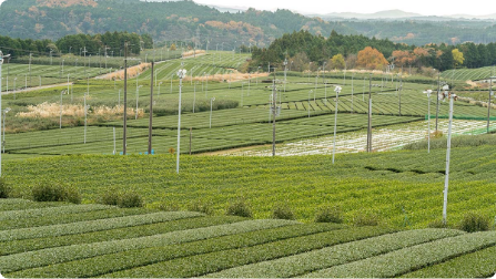 The largest tea plantations ”Shiga”,the birthplace of Japanese tea × A special “Hojicha experience” by a 10th-dan professional tea master