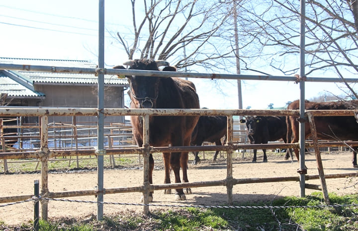 七塚原高原の動物