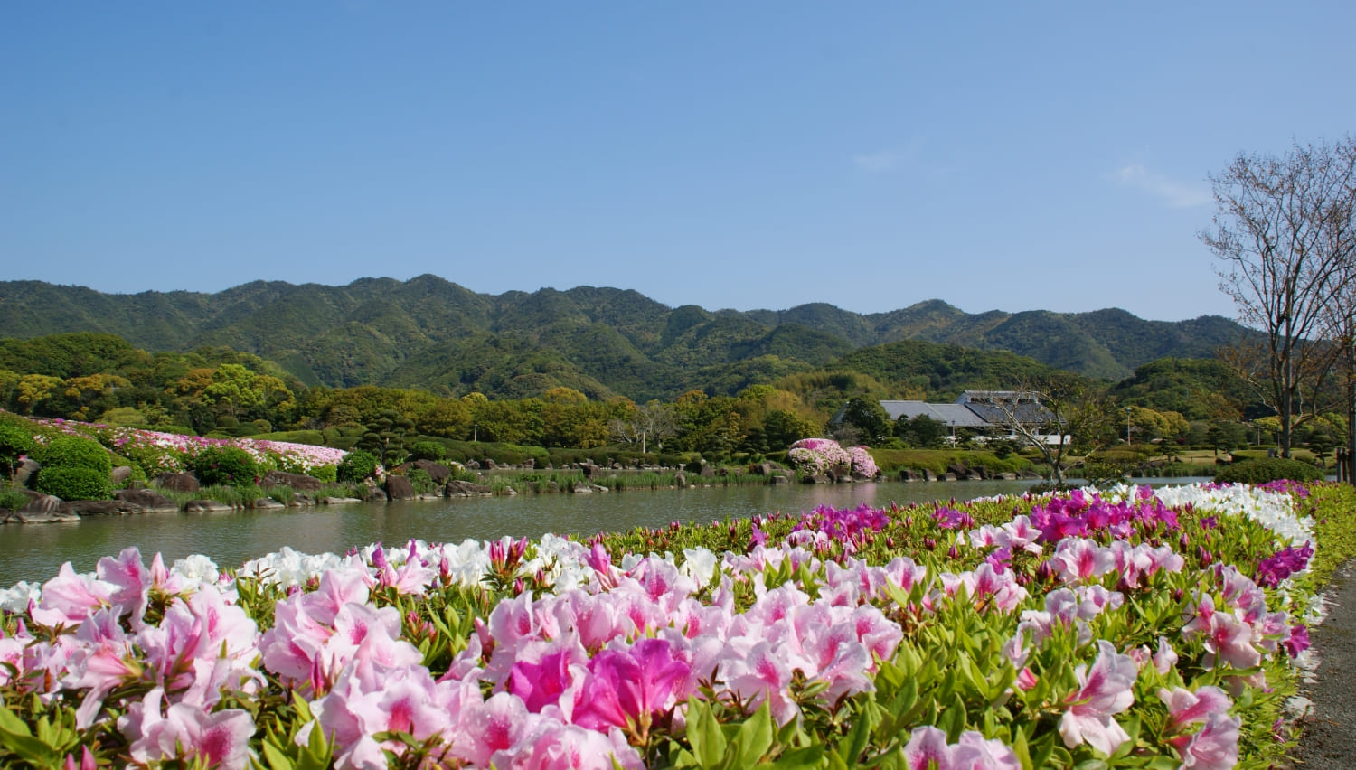 南楽園 ヒラドツツジ