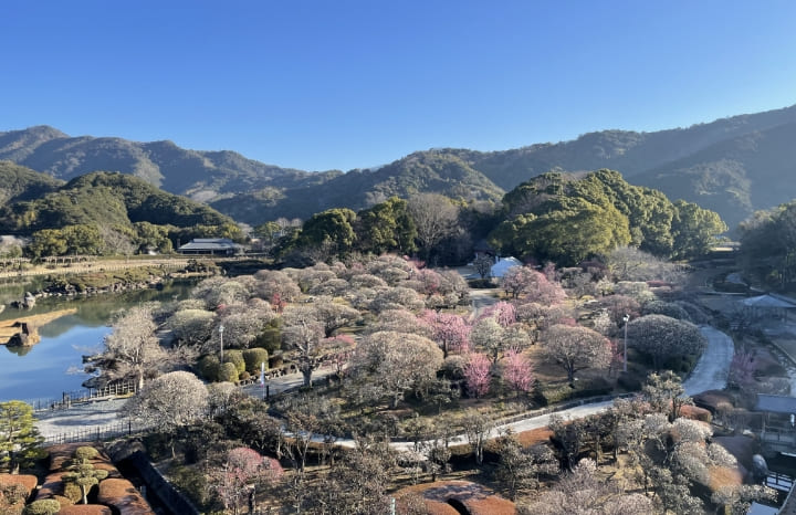 南楽園 ハナショウブ