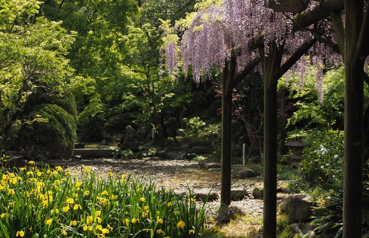 天赦園　藤