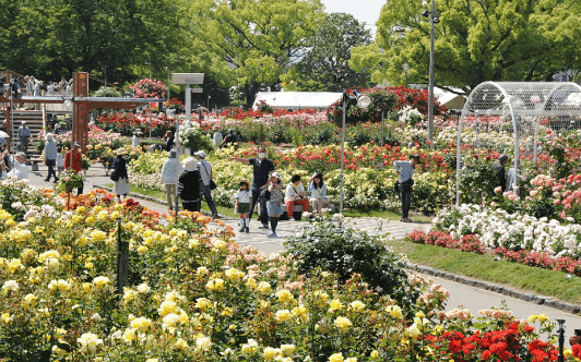 福山ばら祭