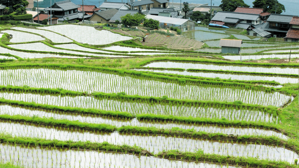 日引の棚田02