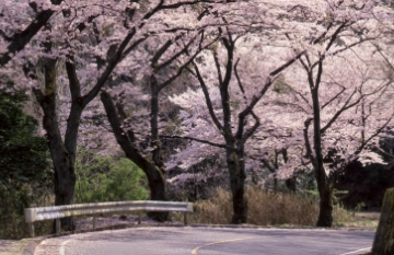 信貴生駒スカイラインドライブ桜道