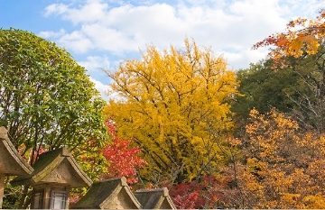 朝護孫子寺紅葉