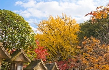 朝護孫子寺紅葉