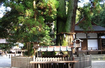 大神神社神木