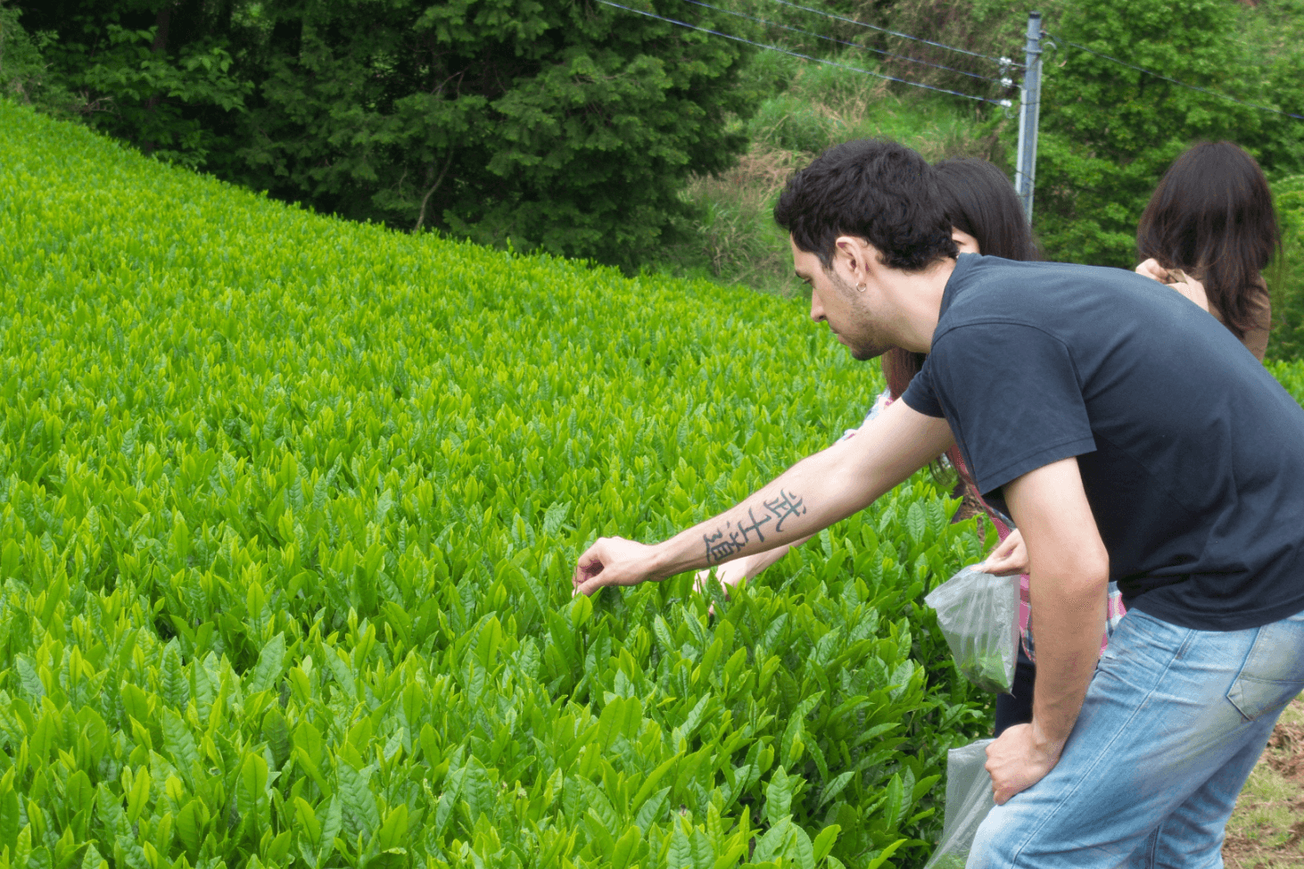 大和茶 茶摘み体験