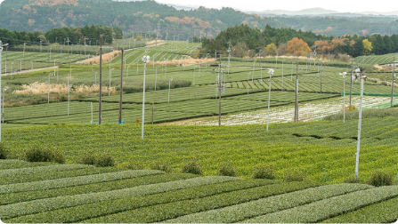 日本茶発祥の舞台「滋賀」最大の茶園×茶師十段のプロフェッショナルによる特別な「ほうじ茶体験」