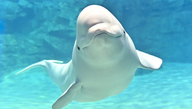 名古屋港水族館