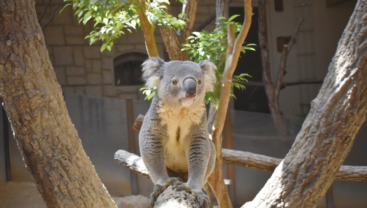 名古屋市東山動物園