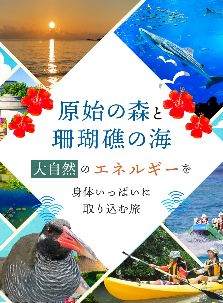 原始の森と珊瑚礁の海 大自然のエネルギーを身体いっぱいに取り込む旅