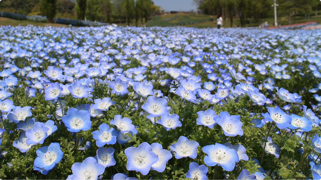 国営明石海峡公園